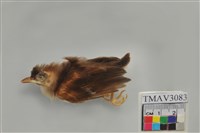 藏品(白頭翁)的圖片